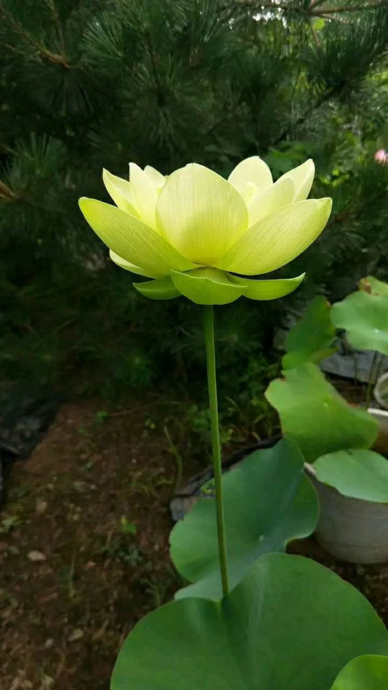 四季生矮苦草，田螺养殖专用