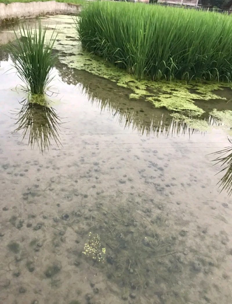 四季生矮苦草，田螺养殖专用