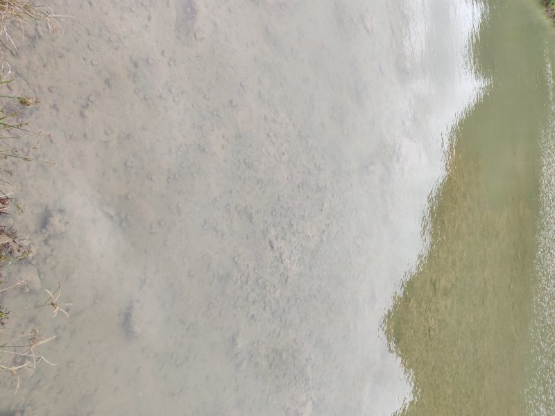 四季矮生苦草，龙虾螃蟹专用水草