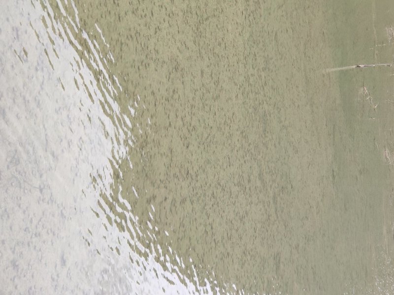 四季矮生苦草，龙虾螃蟹专用水草