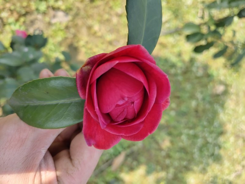 湖南茶花，山茶花茶花球，工程苗木，茶花苗基地现挖现发