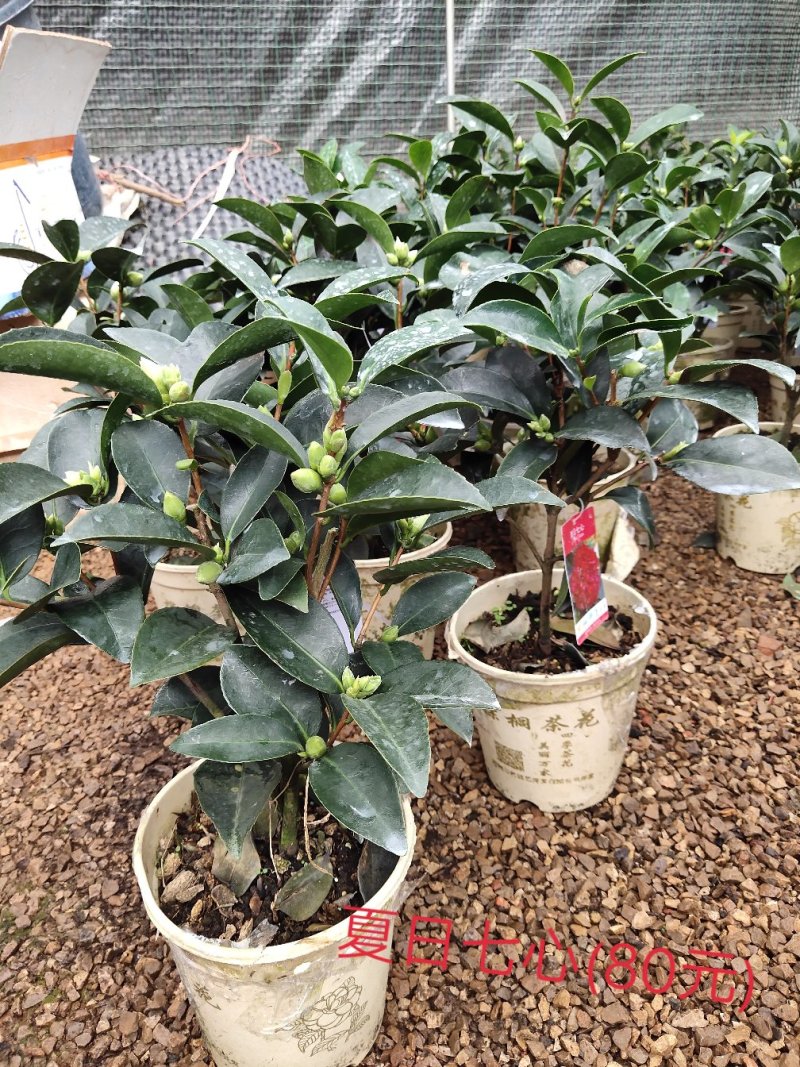 湖南茶花，山茶花茶花球，工程苗木，茶花苗基地现挖现发