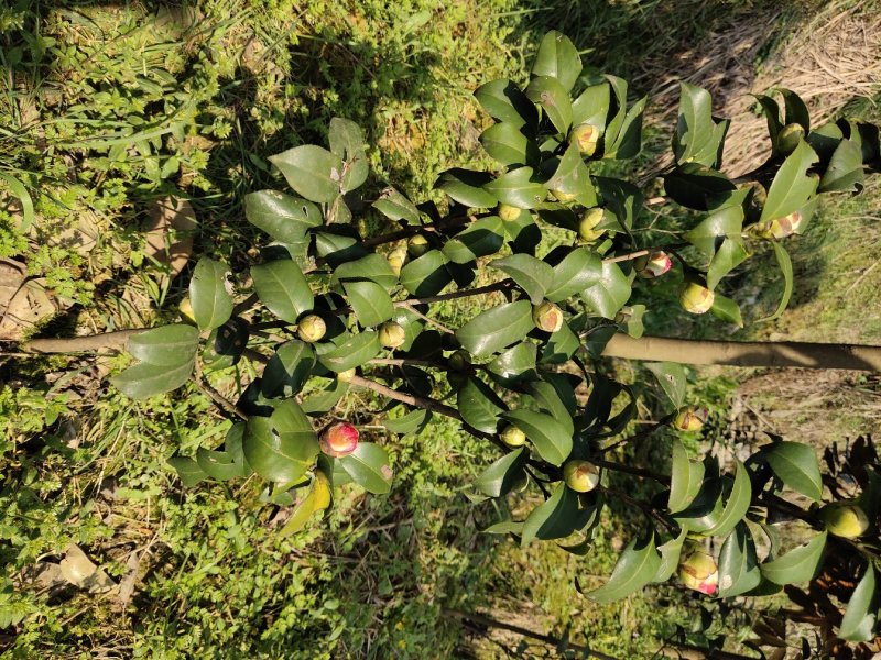 湖南茶花，山茶花茶花球，工程苗木，茶花苗基地现挖现发