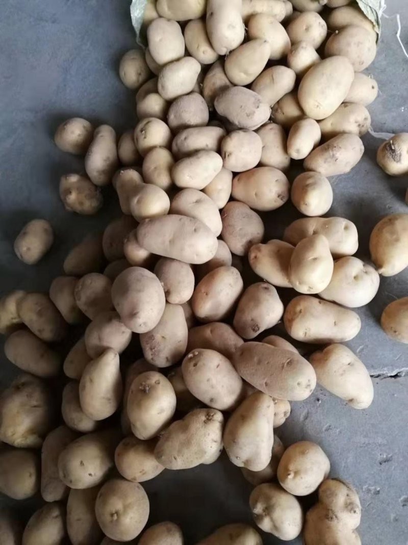 微七，沃土，荷兰，土豆精品1~3两，2-4/1-2两