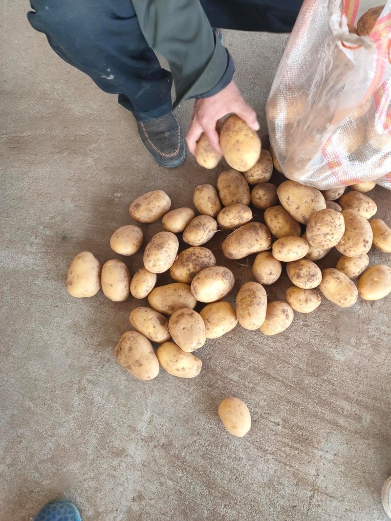 微七，沃土，荷兰，土豆精品1~3两，2-4/1-2两