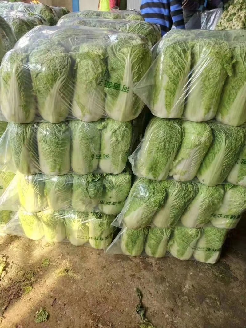 产地大量供应山东肥城北京新三号大白菜，全国发货！
