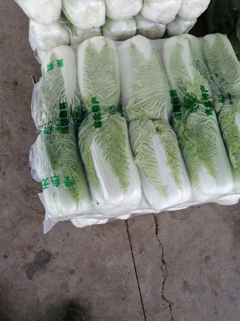产地大量供应山东肥城北京新三号大白菜，全国发货！