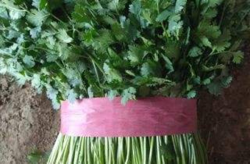 山东莘县优质香菜基地大量供应，冷库香菜，毛菜，净菜