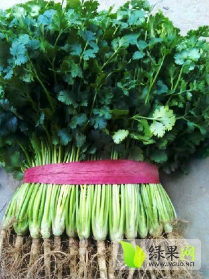 山东莘县优质香菜基地大量供应，冷库香菜，毛菜，净菜