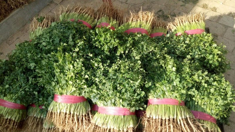山东莘县优质香菜基地大量供应，冷库香菜，毛菜，净菜