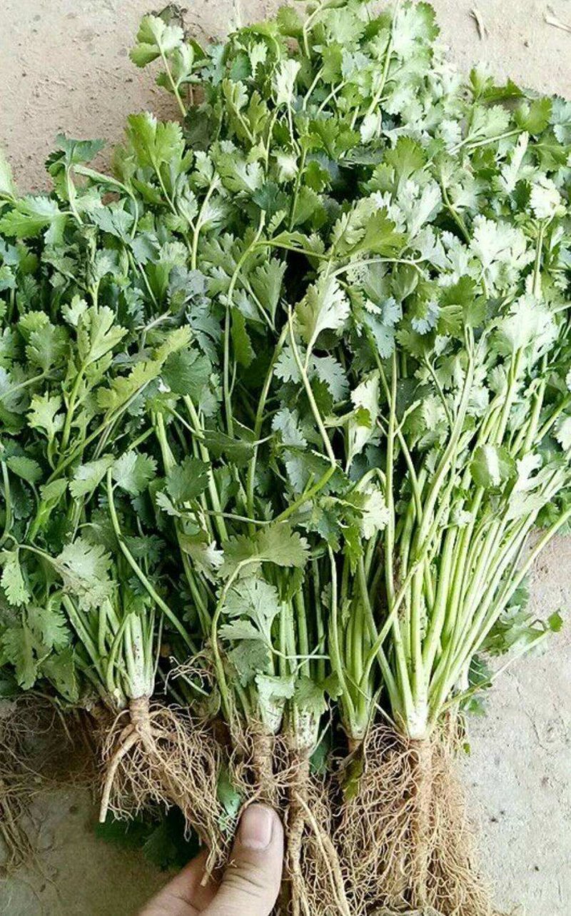 山东莘县优质香菜基地大量供应，冷库香菜，毛菜，净菜