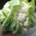 （精品）菜花，花菜产地，海量上市，常年长期供货，诚信为本