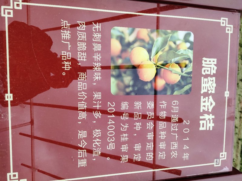 正宗融安脆蜜金柑苗批发