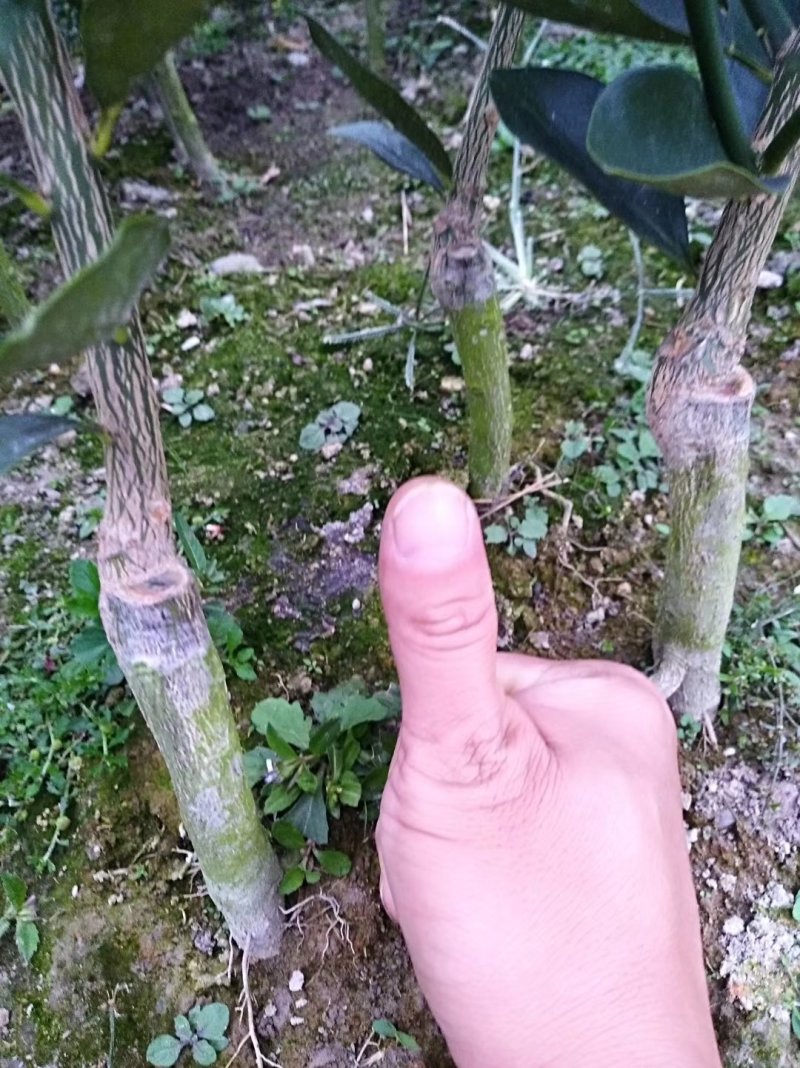 正宗融安脆蜜金柑苗批发