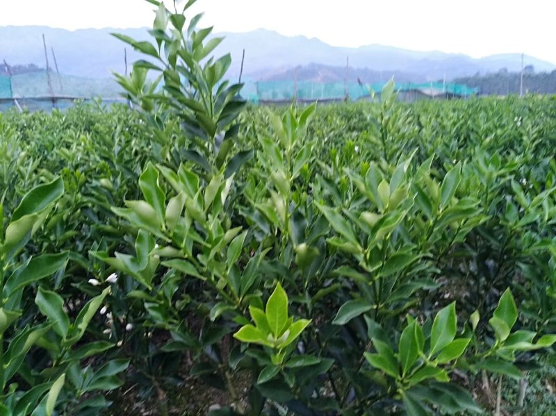 正宗融安脆蜜金柑苗批发