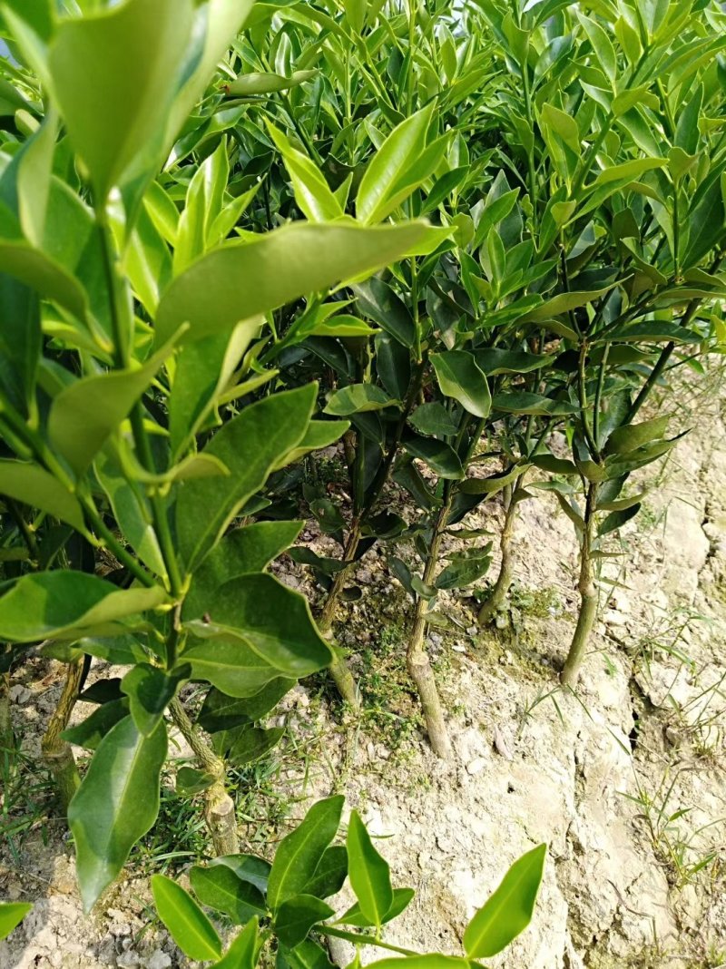 正宗融安脆蜜金柑苗批发
