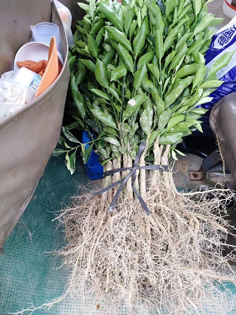 正宗融安脆蜜金柑苗批发