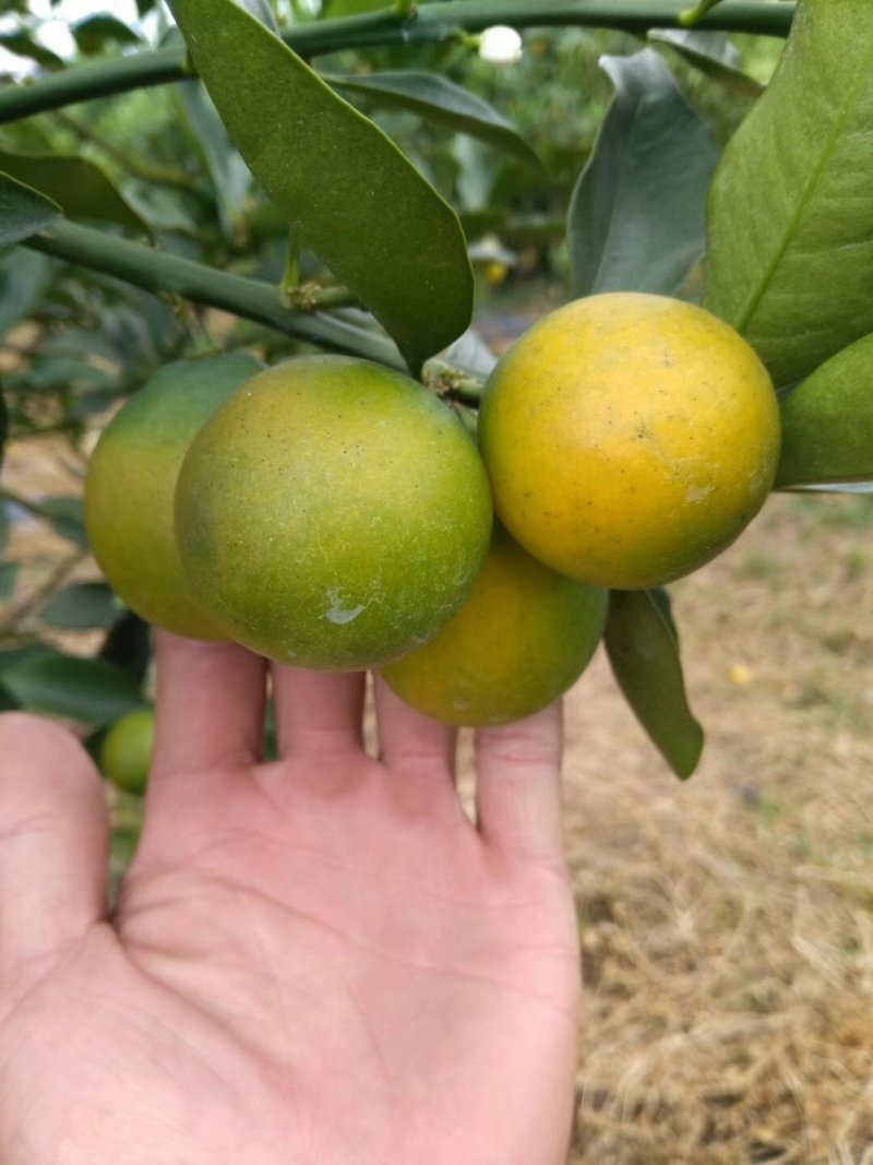 正宗融安脆蜜金柑苗批发