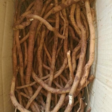 红花丹,质优价实,品质保证,药典标准,地道良药,产地直供