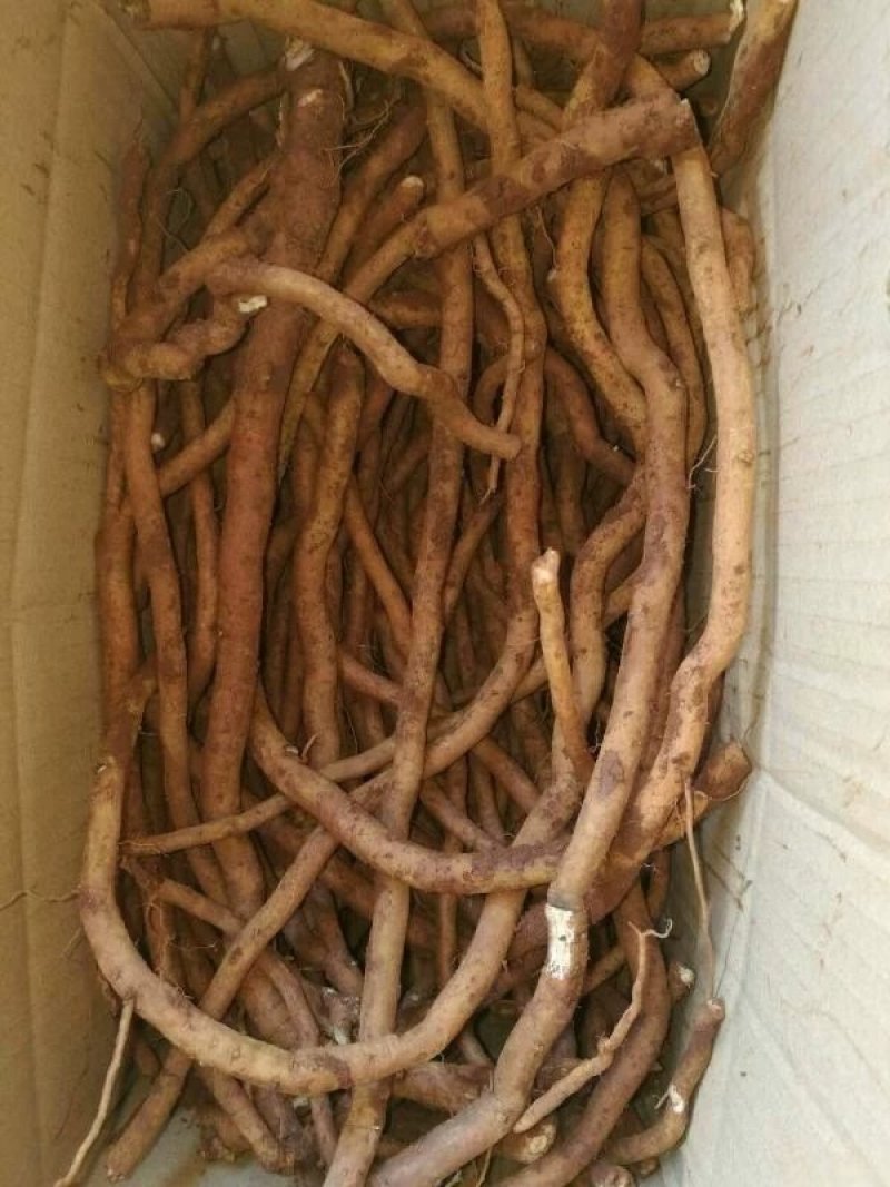红花丹，质优价实，品质保证，药典标准，地道良药，产地直供