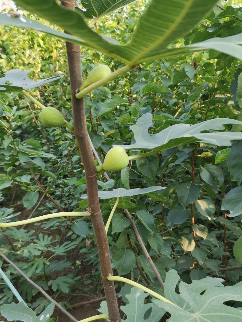 【店长推荐】日本紫果无花果树苗带果发货，基地直销全国包邮