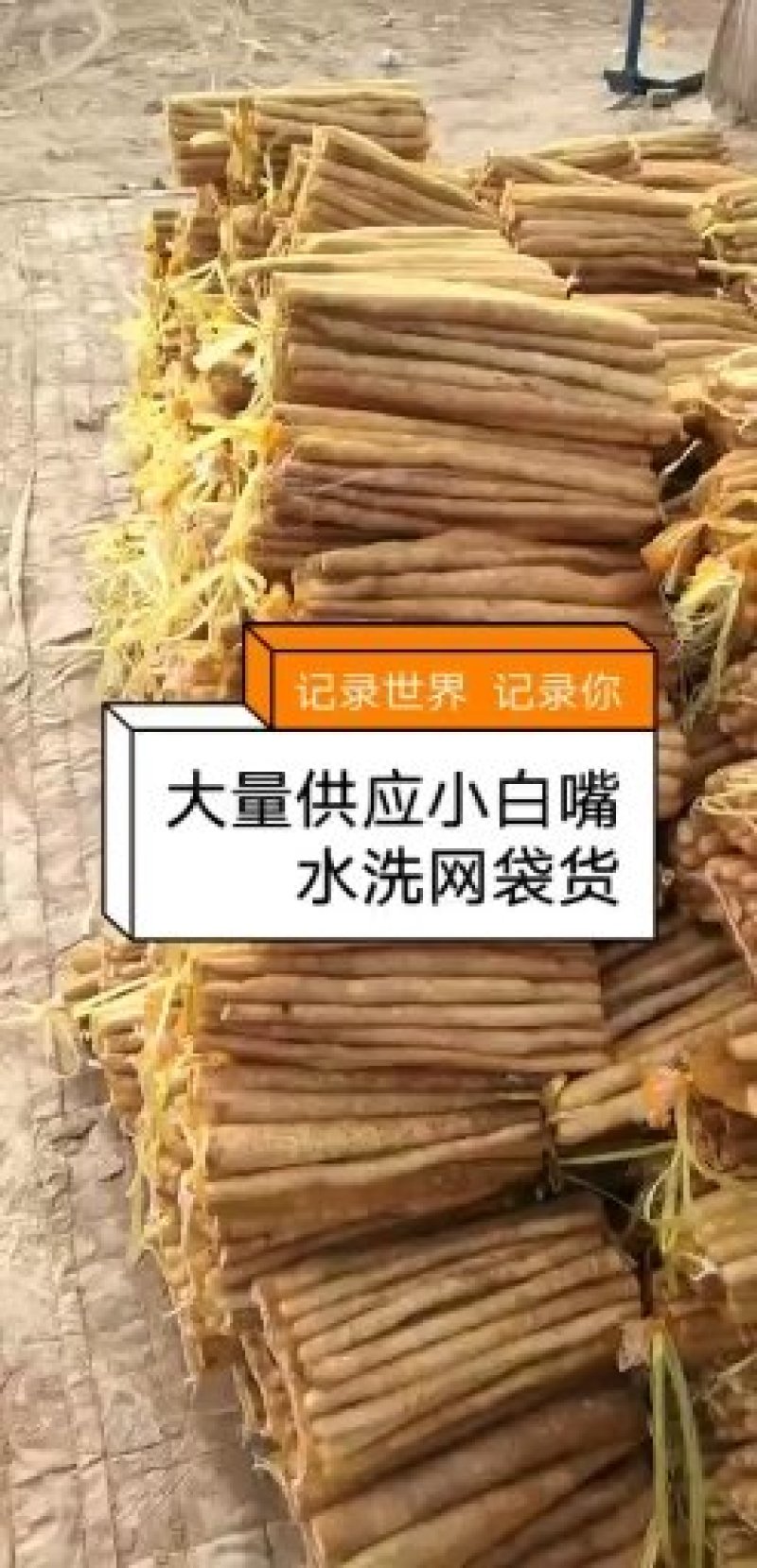 大量供应水洗正宗小白嘴网兜货。（注意不是假货）保质保量