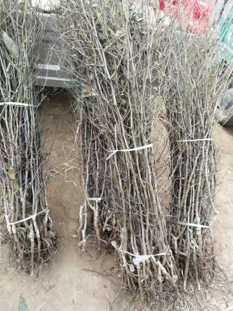 哈密枣子树苗嫁接苗，当年结果，支持视频看苗，免费种植技术