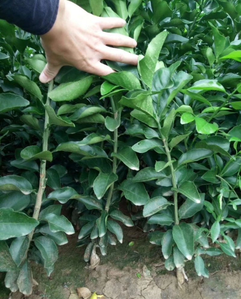 金秋砂糖橘芽条，嫁接枝条，精选老熟秋稍