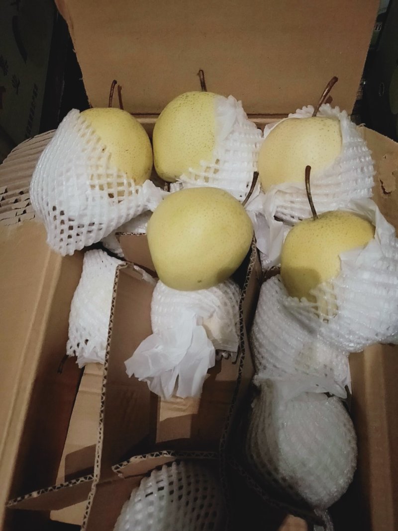 雪花梨👍甜蜜上市中【赵县专业合作社】保质保量品种齐全