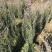 出售丹东侩柏树60-80公分高80-1米高度