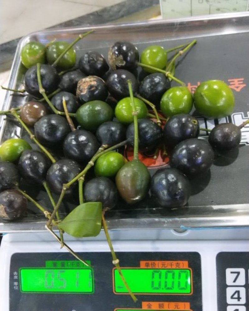 纯野生屈头鸡没化肥没农药