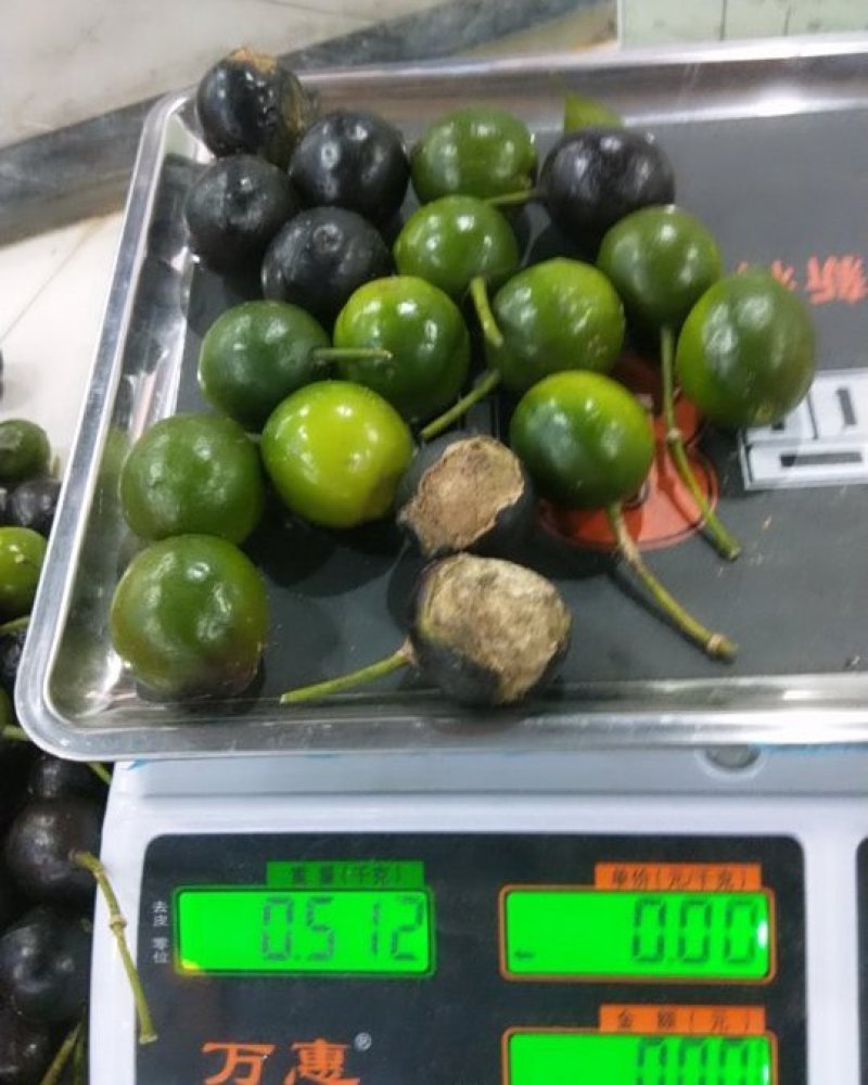 纯野生屈头鸡没化肥没农药