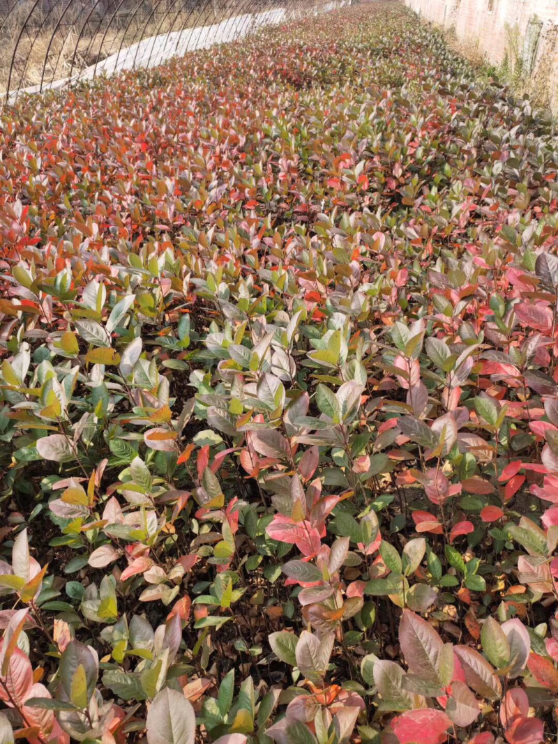 黑果花楸小苗15-25公分高及工程苗大量出售