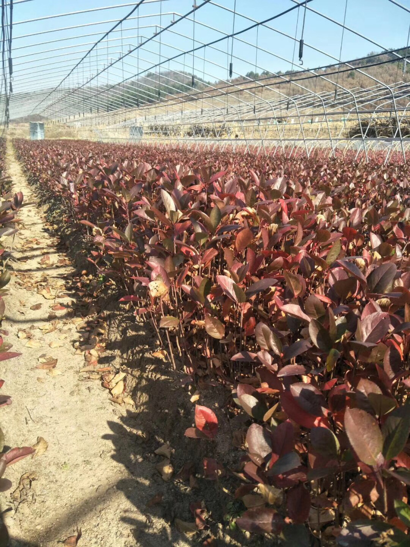 黑果花楸小苗15-25公分高及工程苗大量出售