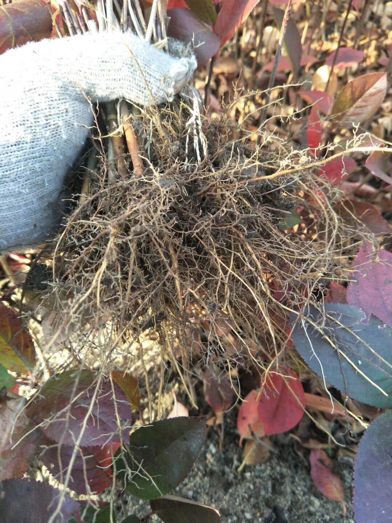 黑果花楸小苗15-25公分高及工程苗大量出售
