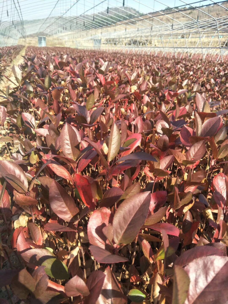 黑果花楸小苗15-25公分高及工程苗大量出售