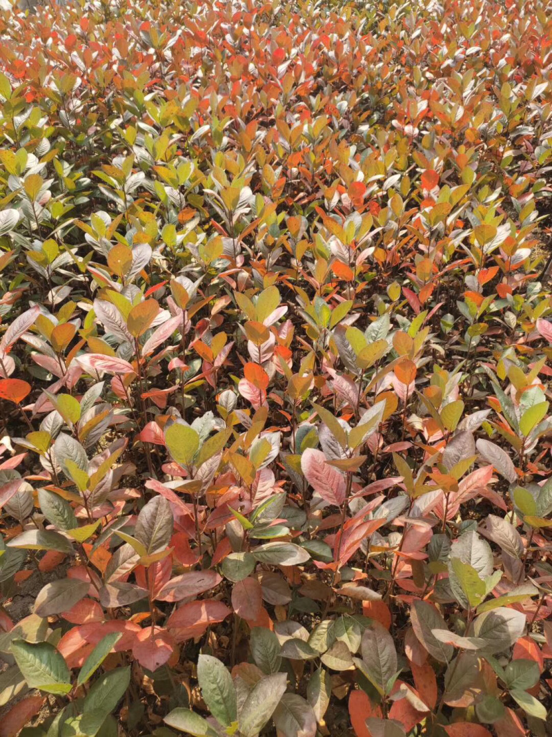 黑果花楸小苗15-25公分高及工程苗大量出售