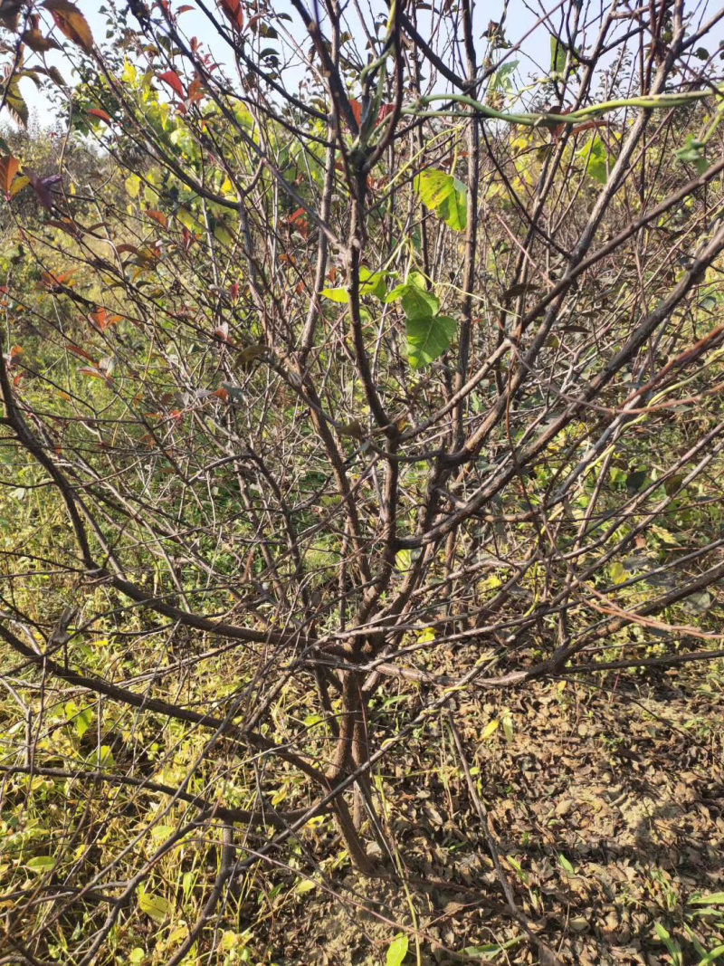 黑果花楸小苗15-25公分高及工程苗大量出售