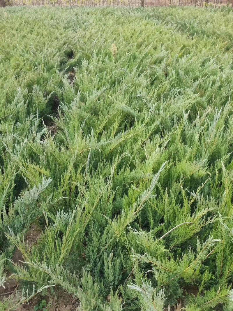 沙地柏杯苗30-70公分高各种规格大量出售