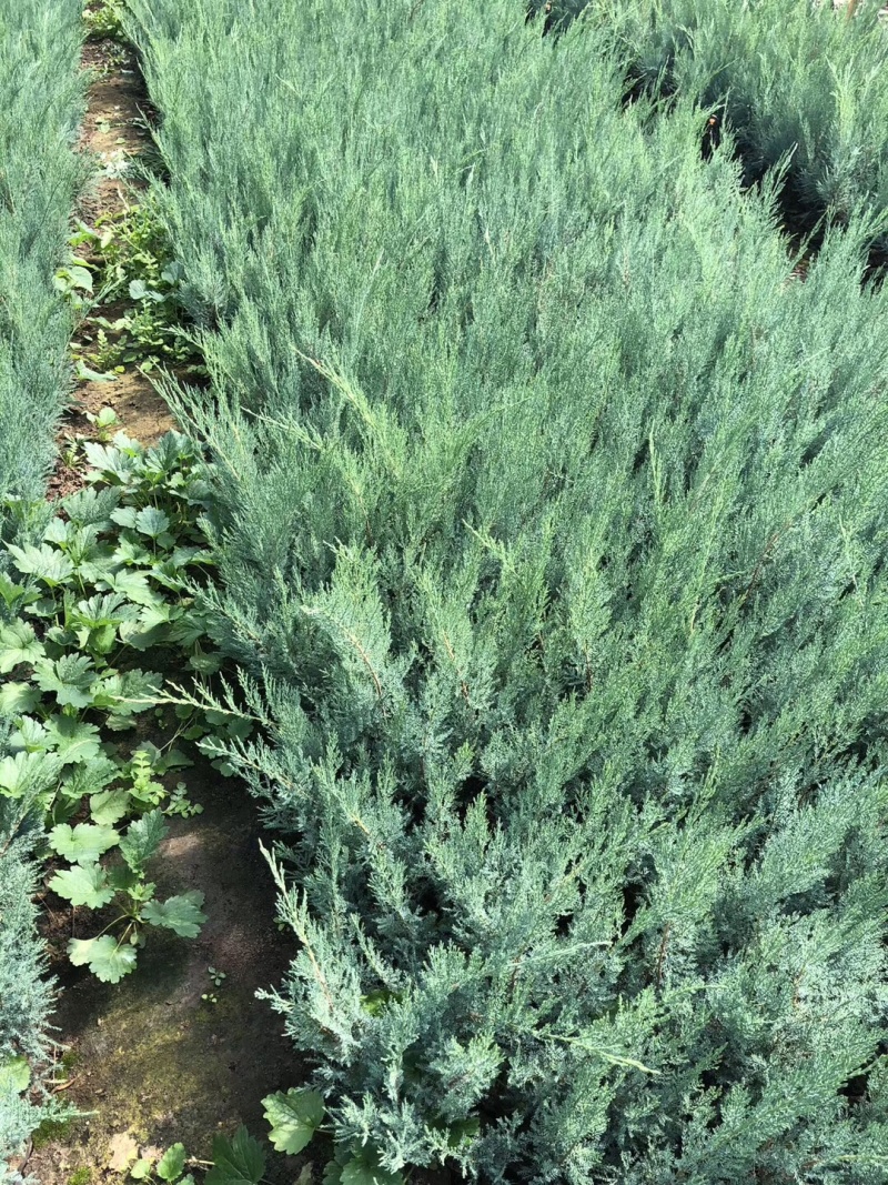 沙地柏杯苗30-70公分高各种规格大量出售