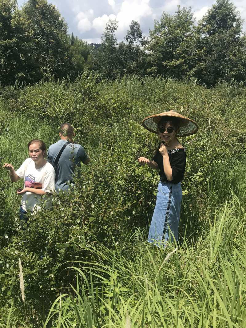 贵州麻江蓝莓鲜果、有机蓝莓、货源充足，中介有礼