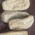 云南天麻昭通天麻无硫昭通选装天麻非安徽天麻