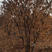 供应丛生元宝枫2-8米高及元宝枫小苗3-5分枝