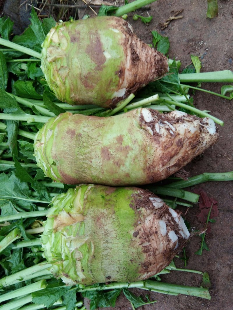 儿菜，大头菜，棒菜