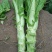 儿菜，大头菜，棒菜