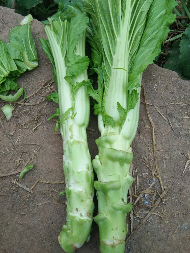 儿菜，大头菜，棒菜