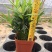 花卉盆栽罗汉松植物雀舌罗汉松小苗净化空气四季常青花卉观叶