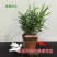 花卉盆栽罗汉松植物雀舌罗汉松小苗净化空气四季常青花卉观叶