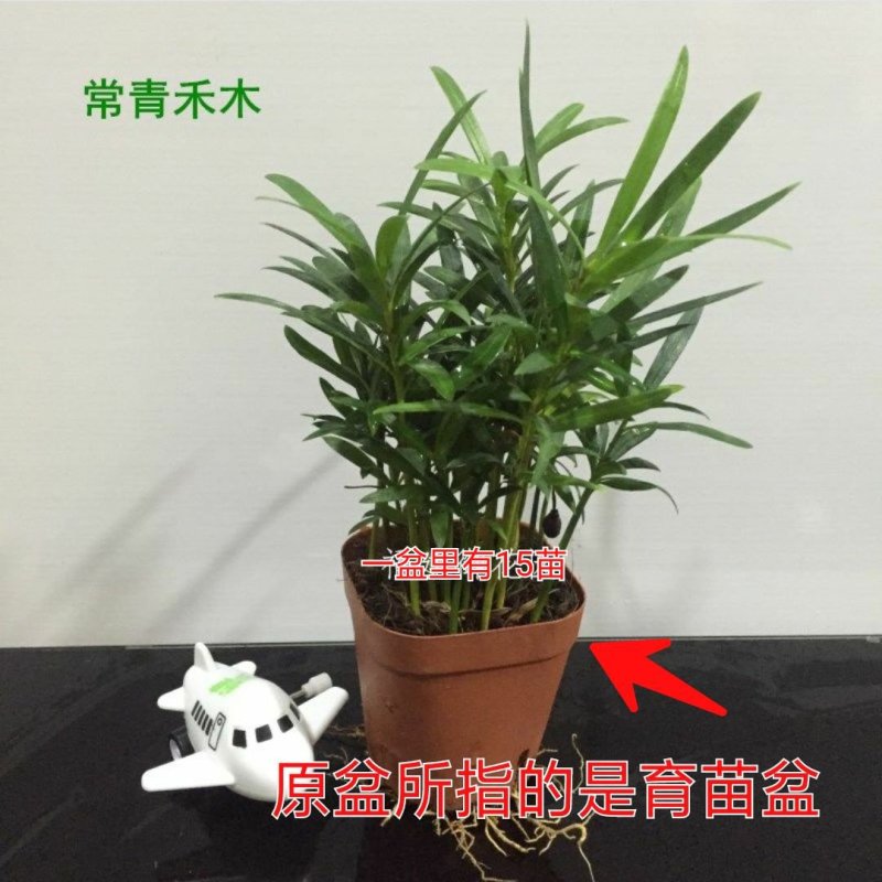 花卉盆栽罗汉松植物雀舌罗汉松小苗净化空气四季常青花卉观叶