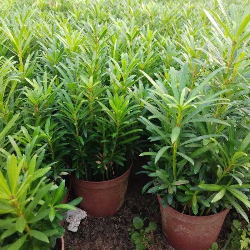 花卉盆栽罗汉松植物雀舌罗汉松小苗净化空气四季常青花卉观叶